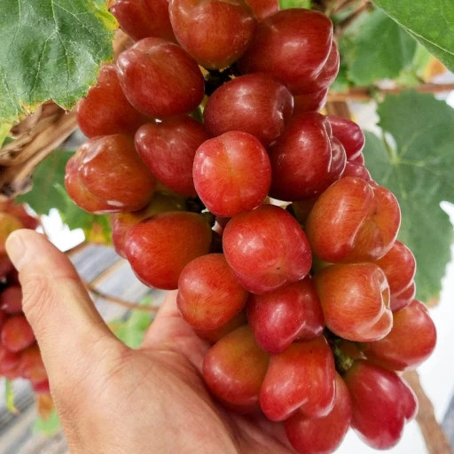 Giống nho này được trồng với cách thức tương tự như nho mẫu đơn, mỗi dây một chùm. Ảnh: Premium Korean
