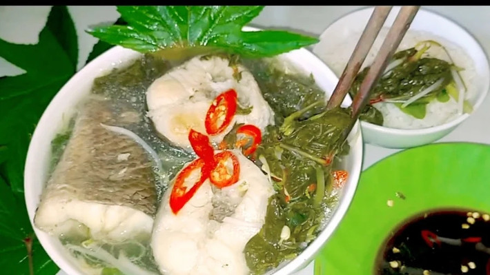 Trước kia ở các miền quê, người dân hái lá bụp giấm để làm đủ các món ăn thanh mát, giải nhiệt ngày hè. Bởi, lá của cây có vị chua nhẹ và mùi thơm rất đặc trưng. Ảnh: Internet