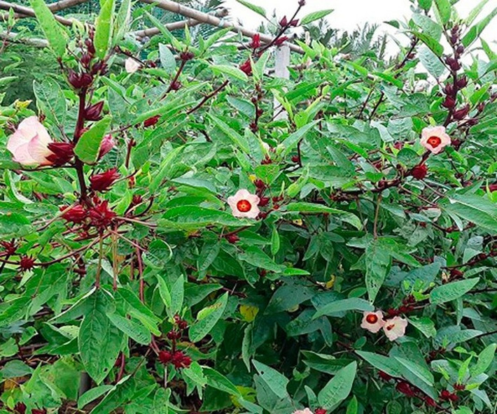 Cây bụp giấm, hay còn gọi là bụt giấm từng mọc hoang dại tại các hàng rào và bờ bụi ở miền Trung và các tỉnh Tây Nam Bộ. Ảnh: Internet