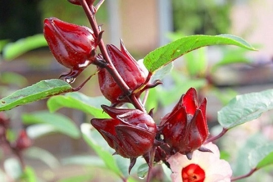 Cây bụp giấm cao từ 1,5 đến 2 mét. Lá cây hình dạng trứng, có sự đa dạng về màu sắc từ xanh đậm cho đến đỏ. Ảnh: Internet