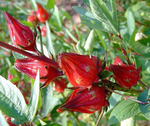 Nhiều hộ gia đình còn phát triển mô hình trồng cây bụp giấm nhằm tăng thêm thu nhập. Ảnh: Báo Quảng Ngãi