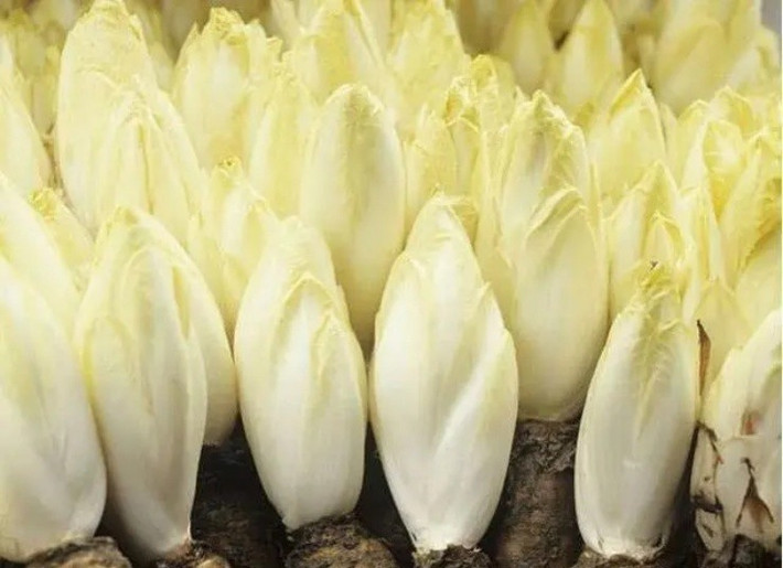 Trong một dịp tình cờ, ông Quân được được một người bạn mời ăn tối và trên bàn ăn lúc đó xuất hiện một loại rau nhìn rất giống cải thảo. Tuy nhiên, hương vị của loại rau này khá đặc biệt. Ảnh: CCTV