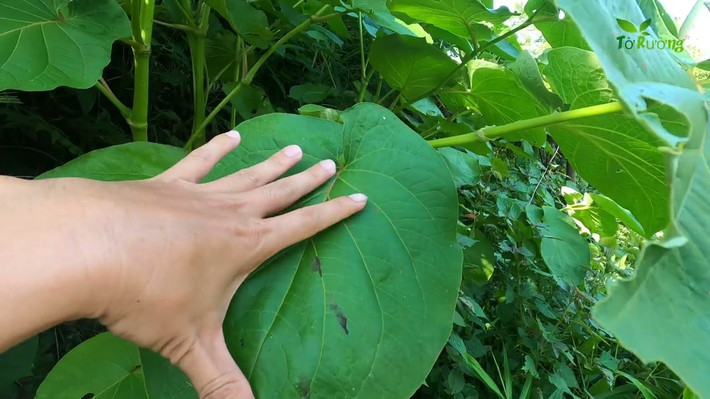 Vùng núi phía Bắc nước ta có nhiều loại lá dại trở thành gia vị được dân phố lùng mua, trong đó phải kể đến lá dổi đất. Trước kia, dổi đất mọc dại ở bìa rừng hoặc những bãi đất trống ở các tỉnh Tây Bắc như Lào Cai, Sơn La, Lạng Sơn... Ảnh: YouTube