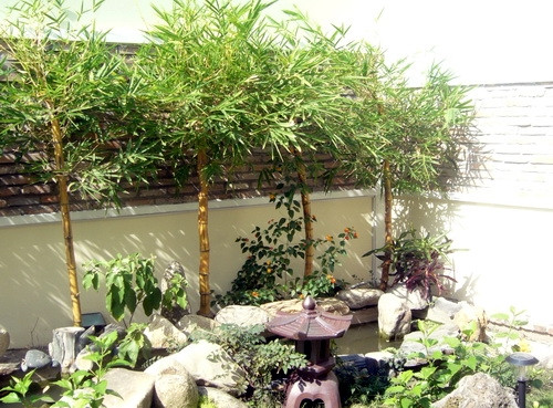 Cây tre được cho là đem lại nhiều may mắn nhất, giúp gia chủ làm ăn phát đạt. Tre cũng là biểu tượng của loại cây phú quý, xua đuổi tà ma, mang lại sự no đủ. Ảnh: Facebook
