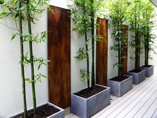 Gia chủ có thể trồng tre trước cửa nhà, xung quanh hàng rào hoặc trong vườn. Ảnh: TretrucNamBo