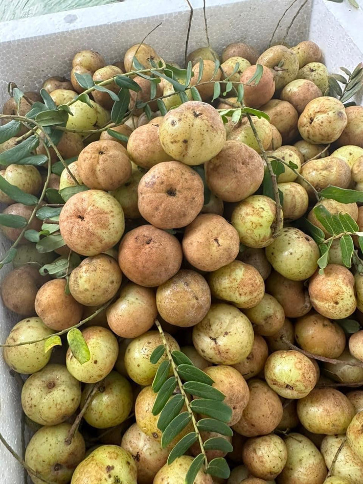 Quả me thường to và có màu vàng nhạt, quả cuối mùa thường ngọt hơn so với đầu mùa. Ảnh: Facebook