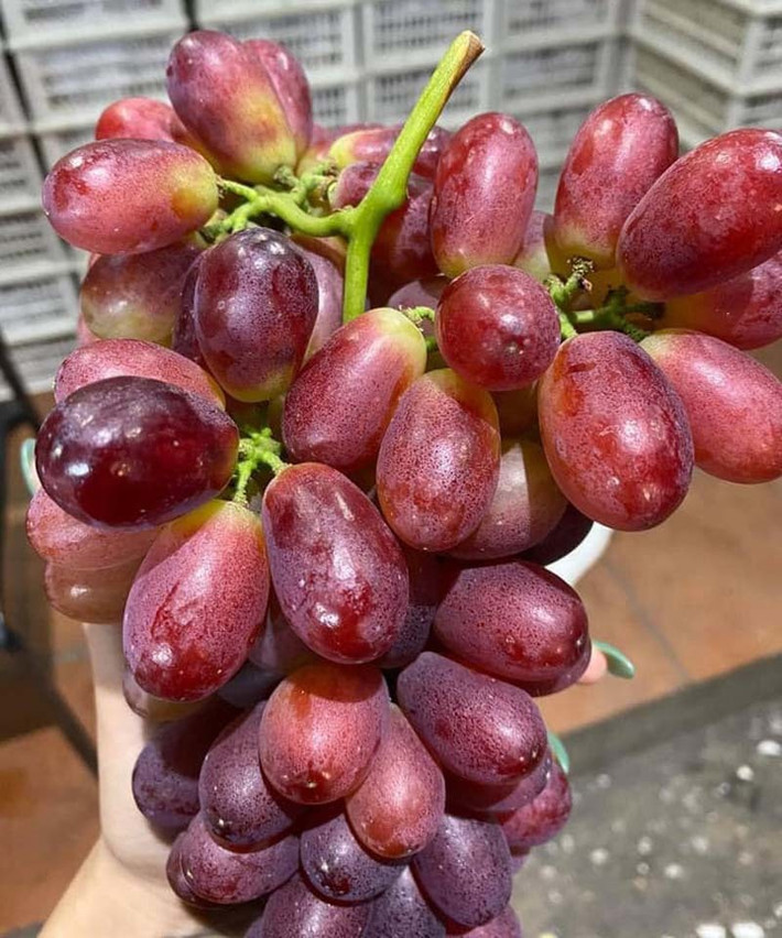 Nho ruby được ưa chuộng vì mỗi chùm rất dày, quả tươi, ăn giòn, rất ngọt và không có hạt. Ảnh: Vietnamnet