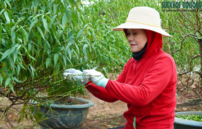 Mỗi loại đào có thời gian nuôi mắt, nuôi nụ khác nhau. Những cây đào thế, đào cây có thời gian ra hoa sau khi tuốt lá khoảng 60 ngày, còn đào cành ra hoa sau khi tuốt lá 30 ngày. Ảnh: Suckhoedoisong