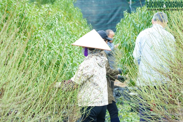 Thời điểm này, người trồng ưu tiên tuốt lá cây đào thế trước, đào cành sẽ tuốt sau. Ảnh: Suckhoedoisong