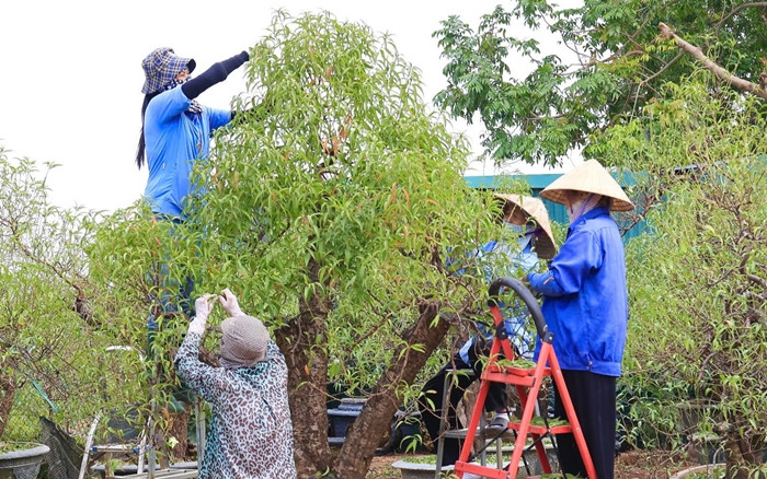 Cuối tháng 10, đầu tháng 11 âm lịch hàng năm, làng đào Nhật Tân bắt đầu vào vụ tuốt lá để sẵn sàng cho dịp Tết Nguyên đán Ất Tỵ 2025. Ảnh: Báo giao thông