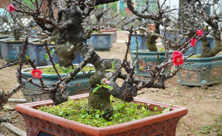 Đào bích Nhật Tân có màu hồng thắm, bông hoa to, dày cánh, nở rộ. Ảnh: Suckhoedoisong