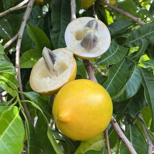 Đây là một loài thực vật có hoa trong họ hồng xiêm, thuộc cây trồng lưỡng tính. Trên cây có cả hoa đực và hoa cái nên chúng có thể tự thụ phấn. Ảnh: Amazon