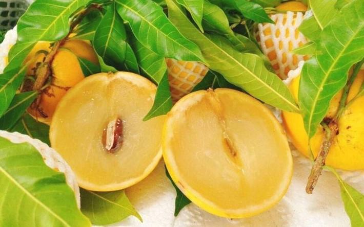 Trái vú sữa hoàng kim có màu xanh nhạt lúc còn non, nhưng khi chín thì phần vỏ bên ngoài ngả sang màu vàng tươi còn bên trong thịt trái thì chỉ có một hạt. Ảnh: Getty