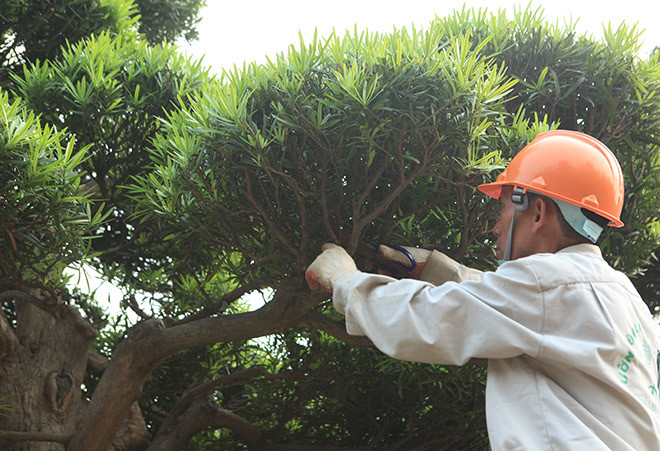 Anh Vũ Cao Huy (một nghệ nhân quê Nam Định) cho biết, kỹ thuật chăm sóc cây tùng cũng không quá khó khăn. Khi cây về Việt Nam, những nghệ nhân người Nhật đã sang tận nơi, hướng dẫn tỉ mỉ từng công đoạn.