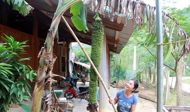 Theo nguồn tin trên Báo Nghệ An, gia đình chị Mạc Thị Xằn (bản Na Cáng, xã Yên Tĩnh, huyện Tương Dương) sở hữu một buồng chuối "khủng" tới hơn 2.000 quả. Ảnh: Baonghean.