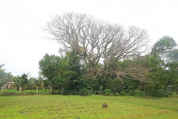 Theo ông Ba, cây sưa đỏ có chiều cao từ gốc tới ngọn khoảng 50m, đường kính khoảng 6m, tán cây tỏa ra, bao trùm khoảng đất rộng 500m2. Ảnh: ĐSPL.