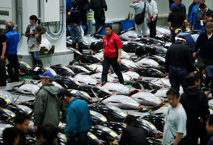 Trước khi chợ cá Tsukiji đóng cửa vĩnh viễn, hàng trăm người biểu tình đã cố gắng ngăn cản việc di dời vì nghi ngờ Toyosu không an toàn.