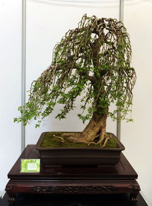 Bonsai kiểu gió nhẹ hiu hiu. Ảnh: Agrimark.