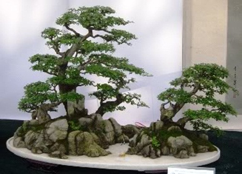 Bonsai bạt phong kiểu bão nhỏ có chiều cao lớn hơn chiểu ngang của cây. Ảnh: Agrimark.