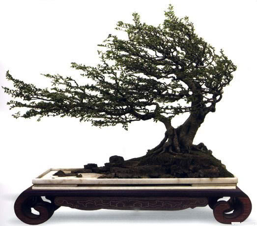 Bonsai kiểu bão lớn có các chi cành quặt gấp hẳn về một phía, các co đầu nằm sát chân cành. Ảnh: Agrimark.