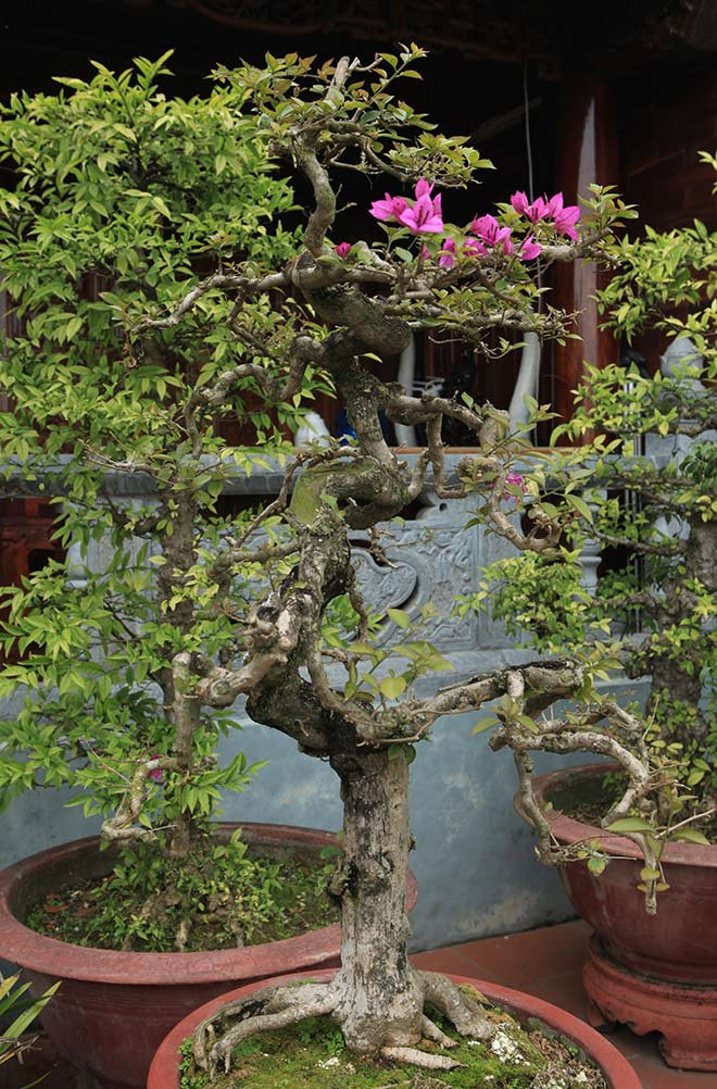 Bonsai hoa giấy dáng trực có tuổi đời hơn chục năm của nghệ nhân Phạm Khắc Tỉnh (Chí Linh, Hải Dương). Ảnh: Dân Việt.