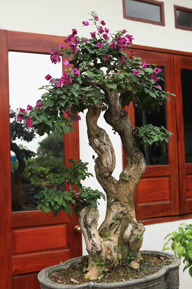 Cây hoa giấy dáng mẫu tử. Ảnh: Dân Việt.