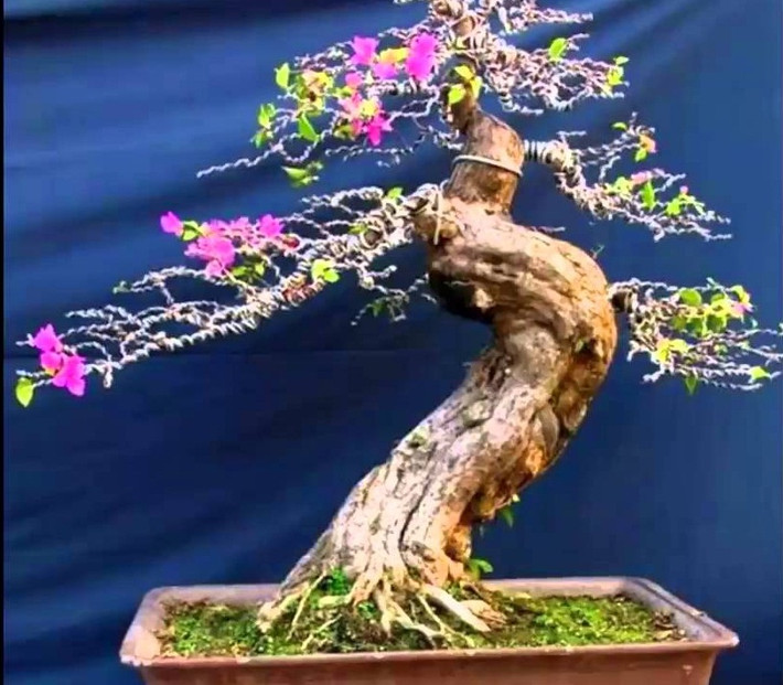 Bonsai hoa giấy tuyệt đẹp của người Nhật. Ảnh: Youtube.