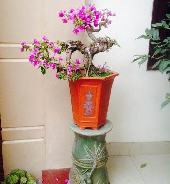Hoa giấy bonsai có dáng uốn lượn, độc đáo hiếm có. Ảnh: Caycanh4mua.