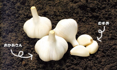 Củ tỏi organic Nhật Bản có hình dáng to, tròn và trắng hơn tỏi Việt Nam. Ảnh: Kenkoukazoku.