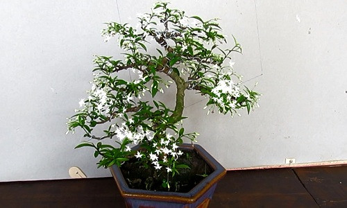 Để tạo được một cây mai chiếu thủy nhỏ nhắn như thế này, nghệ nhân tốn khá nhiều công sức. Ảnh: Youtube.
