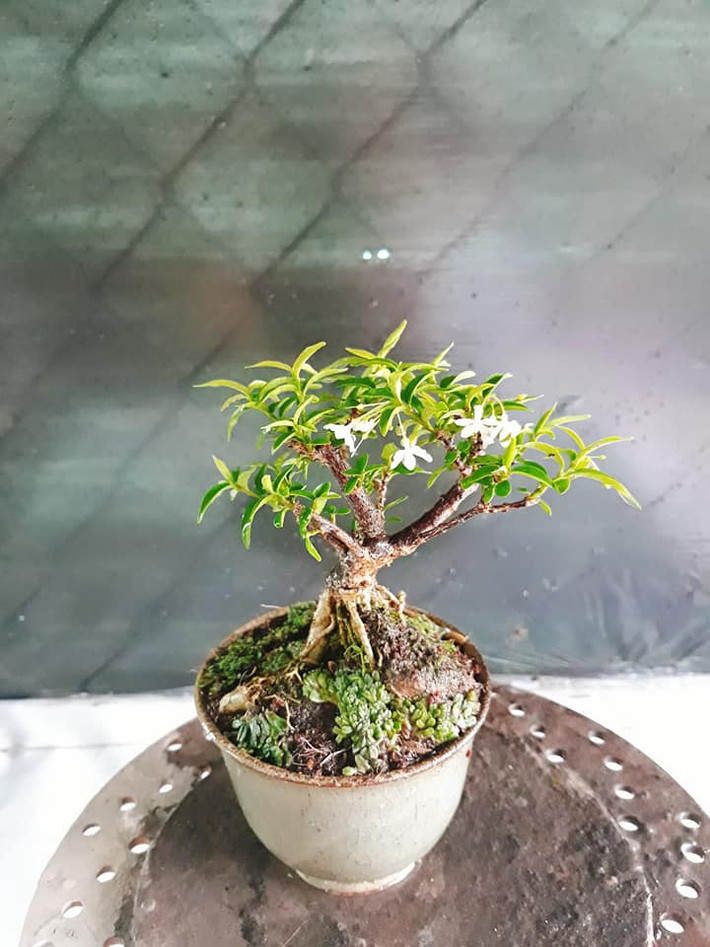 Về mặt ý nghĩa, cây mai chiếu thủy tượng trưng cho sự ổn định, bền vững của gia đình. Ảnh: FB Nguyen Nhi.