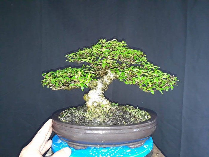 Mai chiếu thủy cao 25 cm, 8 năm tuổi mang vóc dáng của một người quân tử chính trực. Ảnh: Bonsaiart.