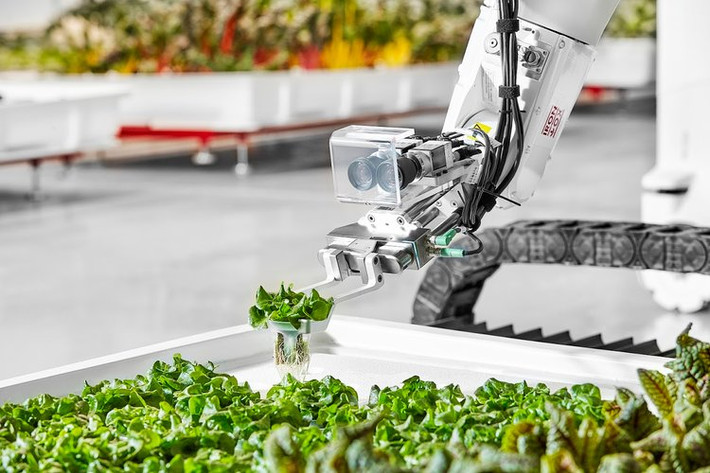 Brandon Alexander, đồng sáng lập của Iron Ox cho biết, cánh tay robot có 4 cảm biến Lidar và có thể "nhìn" ở định dạng 3D, cho khả năng nhận diện bệnh tật, côn trùng và vật bất thường trên rau. Ảnh: Business Insider.