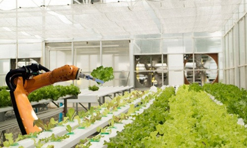 Nông trại tự động thiết kế trong nhà, được giám sát bởi robot và dữ liệu đám mây. Ảnh: Inc.