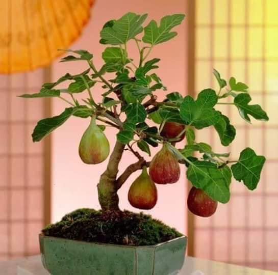 Giống sung Mỹ mới du nhập vào Việt Nam cũng được đưa lên chậu làm cảnh. Ảnh: FB Ngọc Phượng.