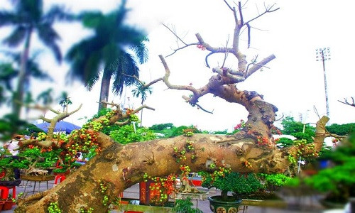 Cây sung cảnh khổng lồ, cao gần 3m, chi chít quả có giá hàng trăm triệu đồng. Ảnh: Dkn.