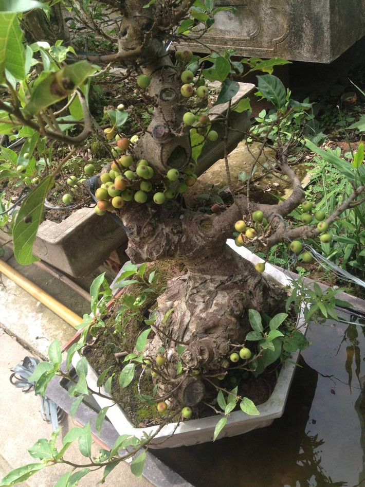 Sung bonsai già với gốc to xù xì cổ kính. Ảnh: FB Trần Hường.