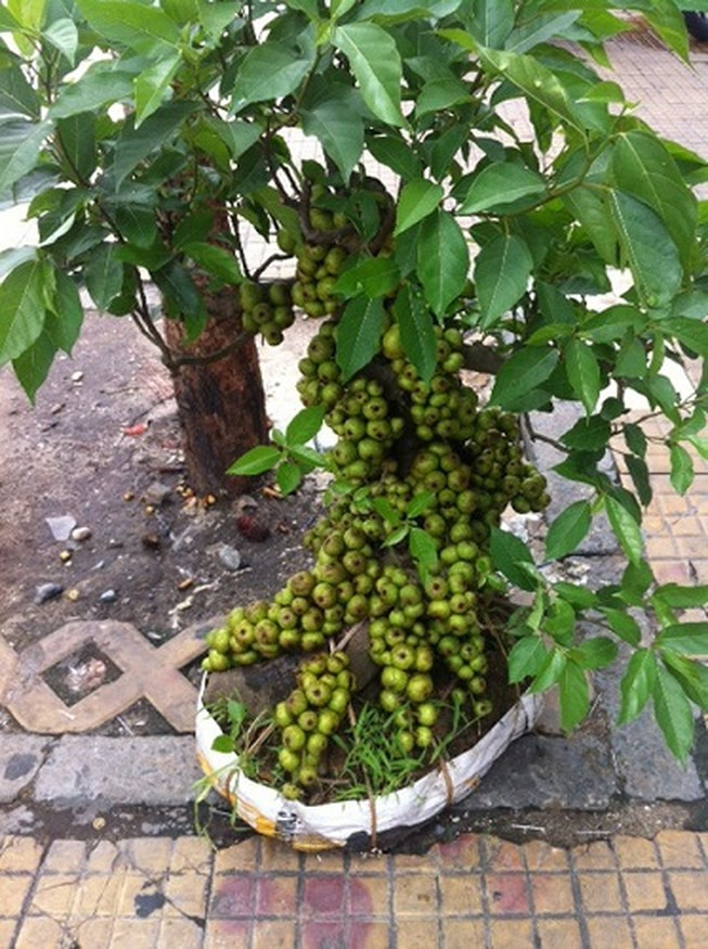 Những trái sung chi chít từ gốc đến ngọn làm mê hoặc bất cứ vị khách nào. Ảnh: Plo.