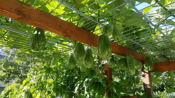 Trong khu vườn rộng 30m2, anh Bé trồng đủ các loại rau Việt như bầu, su su su, mướp đắng...Ảnh: DSPL.