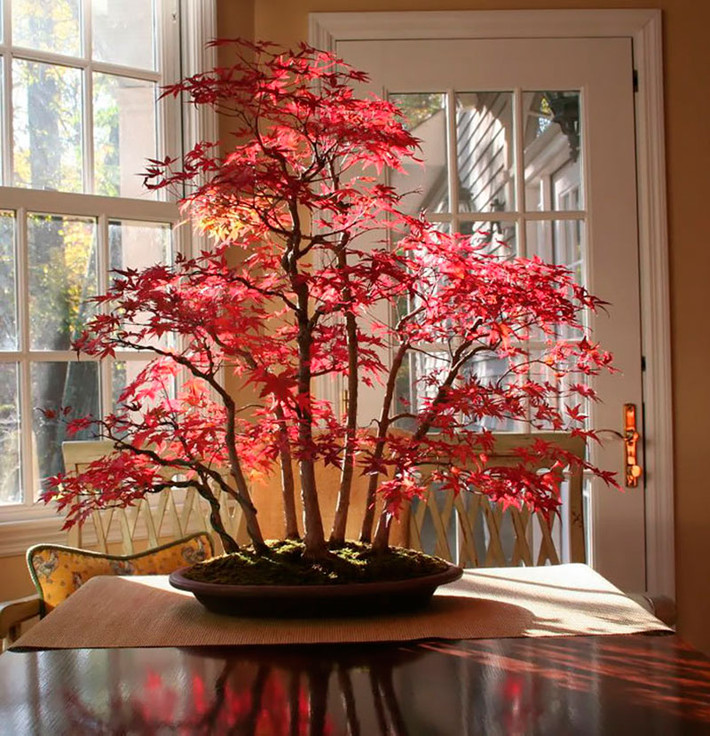 Bonsai phong mùa thu với những chiếc lá đỏ đẹp mê mẩn. Ảnh: BP.