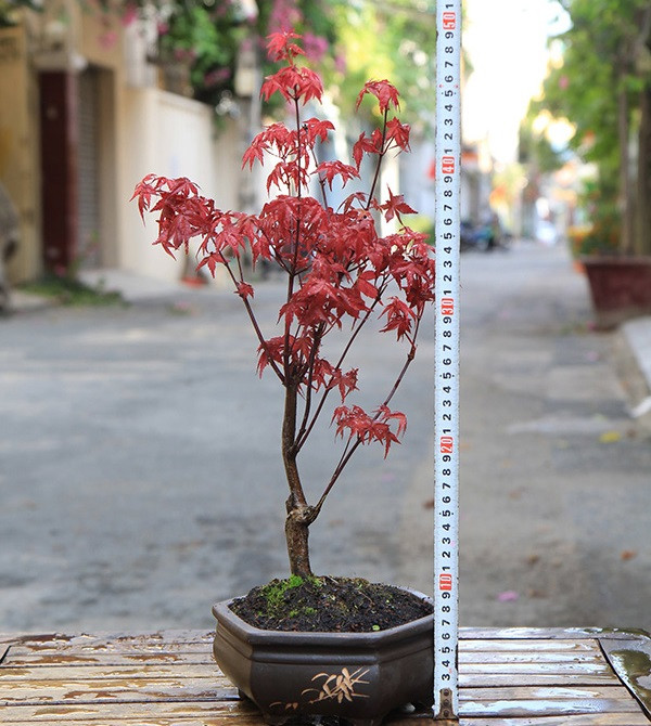 Lá của cây phong xẻ thành 5-9 thùy chính xòe ra các hướng, xung quanh lá có nhiều răng cưa. Ảnh: Happytree.