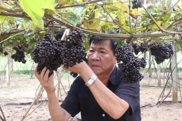 Vườn nho rừng của ông Nguyễn Văn Thông (xã Phan, huyện Dương Minh Châu, Tây Ninh) được trồng cách đây gần chục năm. Ảnh: Bazantravel.