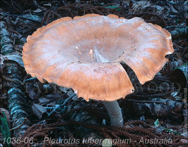 Loại nấm này có tên khoa học là Pleurotus tuber-regium. Chúng có nguồn gốc từ vùng nhiệt đới bao gồm Châu Phi, Châu Á và Châu Úc. Ảnh: Mushroom.
