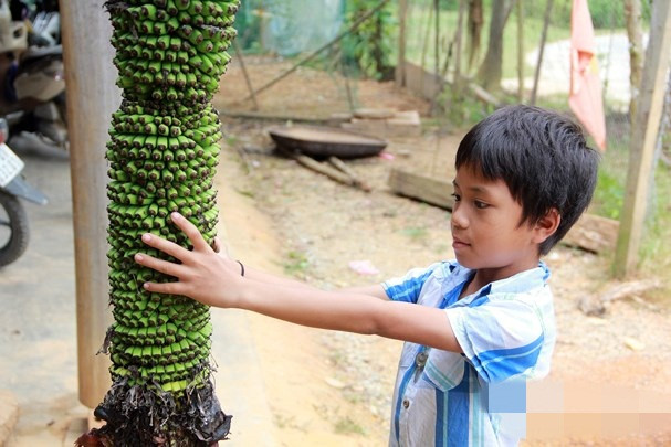 Buồng chuối dài gần 2m. Đặc biệt, các quả không tách rời nhau thành từng nải mà nó kết dính, nằm sin sít nhau. Ảnh: Baonghean.