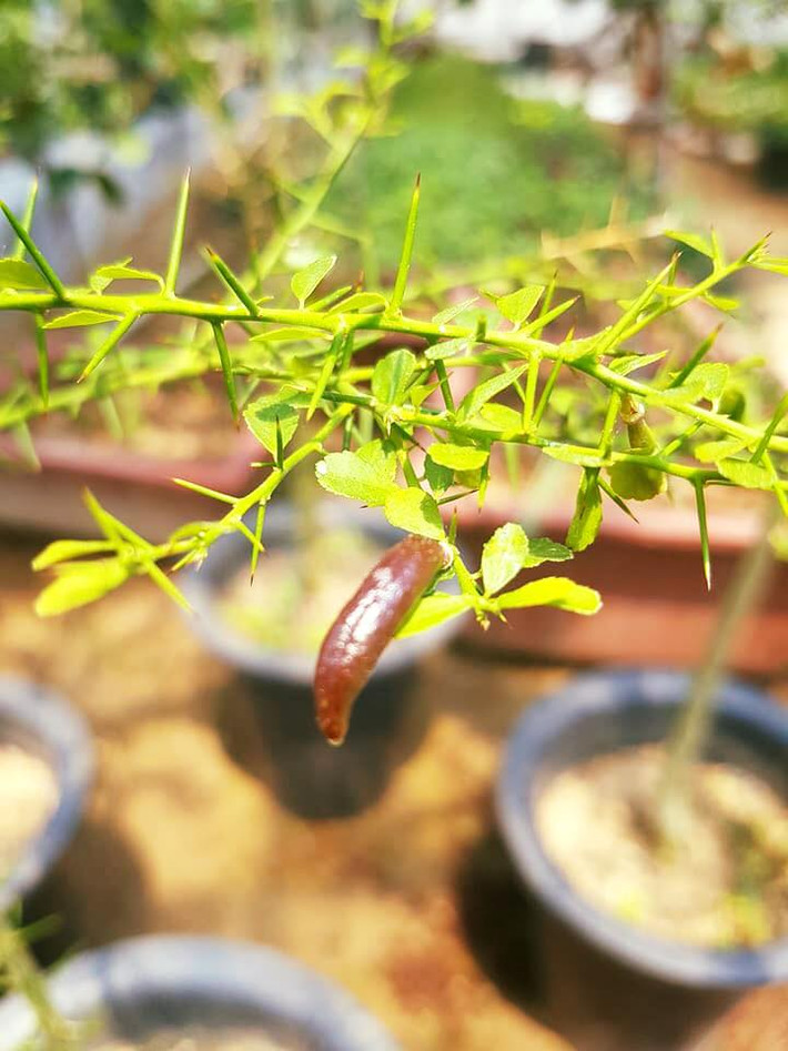 Quả chanh có hình trụ, dài 4-8 cm. Ảnh: Vườn hoa nông nghiệp.