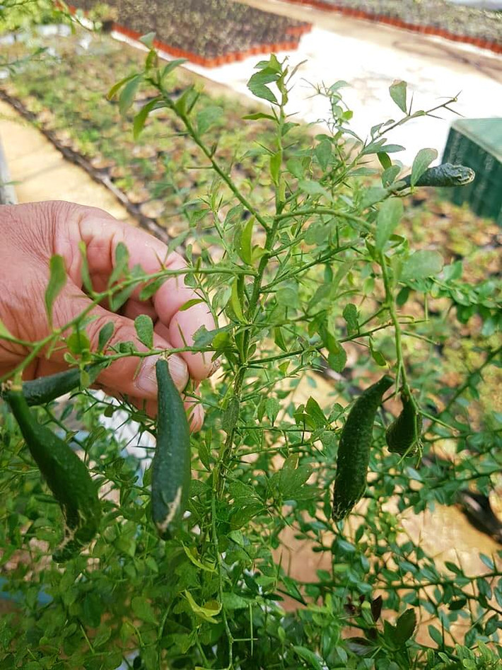 Cây chanh có quả bói giá từ 3,5 - 5 triệu đồng/cây. Cây có quả cao khoảng 1m, đã ra nhiều vụ giá có thể lên tới 15 - 20 triệu đồng/cây. Ảnh: Vuonhoanongnghiep.