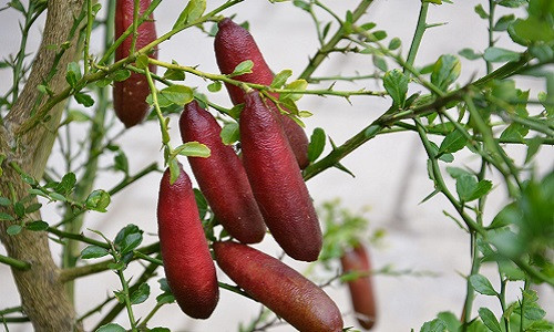 Mới đây, người tiêu dùng Việt xôn xao về loại chanh ngón tay với mức giá tới 3,5 triệu đồng/kg. Ảnh: My Productive Backyard.