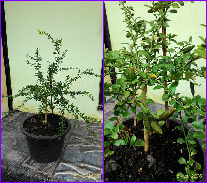 Không chỉ quả đắt, cây giống chanh ngón tay cũng giá khá cao. Cây giống 1 màu cao 50-60 cm giá từ 350.000 - 400.000 đồng/cây. Ảnh: FB Chanh ngon tay.