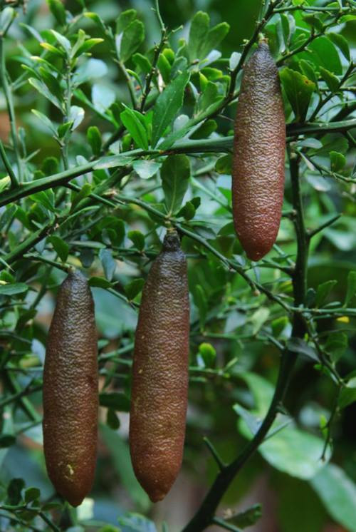 Theo một số người bán, giá gốc tại Thái Lan vào khoảng 2,8 triệu đồng/kg. Ảnh: FB Huynh Nhu.