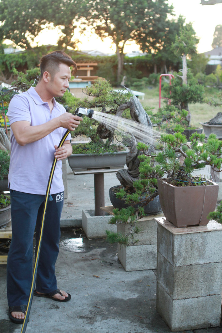 Là một trong những sao Việt có thú chơi cây cảnh, Bằng Kiều hiện sở hữu vườn bonsai rộng vài trăm mét vuông trên đất Mỹ. Ảnh: Zing.